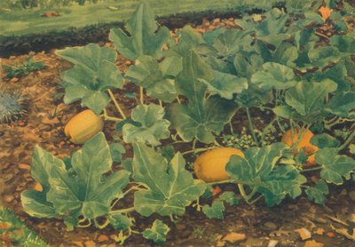 "Vegetable Marrows", 1947 tekijältä JE Sowerby