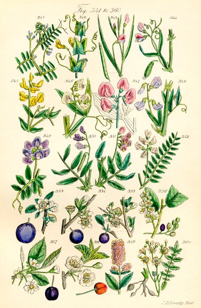 Sivu värikuvituksia British Wild Flowersista J. E. Sowerbyn ja C. P. Johnsonin teoksen jälkeen tekijältä J. E. and Johnson C. P.  Sowerby