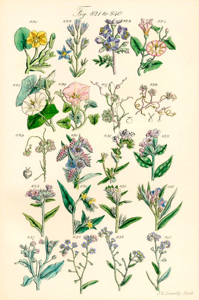 Sivu värikuvituksia British Wild Flowersista J. E. Sowerbyn ja C. P. Johnsonin teoksen jälkeen tekijältä J. E. and Johnson C. P.  Sowerby
