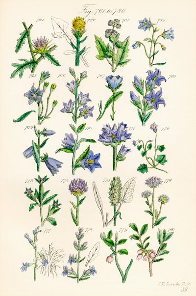 Sivu värikuvituksia British Wild Flowersista J. E. Sowerbyn ja C. P. Johnsonin teoksen jälkeen tekijältä J. E. and Johnson C. P.  Sowerby