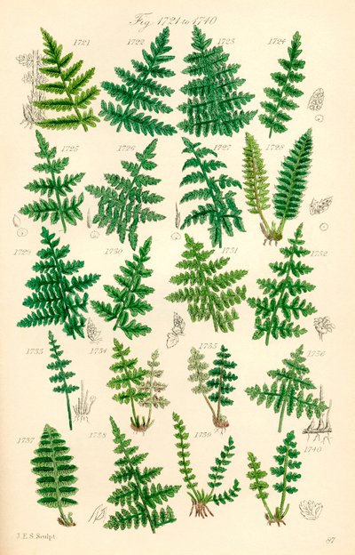 Sivu värikuvituksia British Wild Flowersista J. E. Sowerbyn ja C. P. Johnsonin teoksen jälkeen tekijältä J. E. and Johnson C. P.  Sowerby