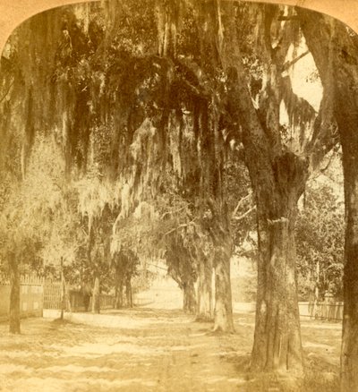 Sisäänkäynti St. Augustinen, Florida, USA, 1901. tekijältä J. F. Jarvis