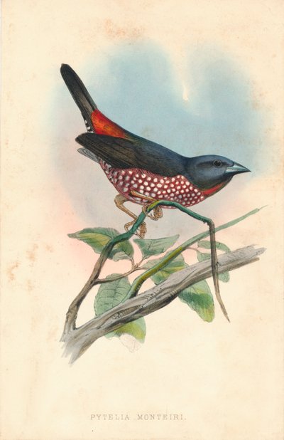 "Pytelia monteiri", 1800-luvun puoliväli. tekijältä J. Jennens
