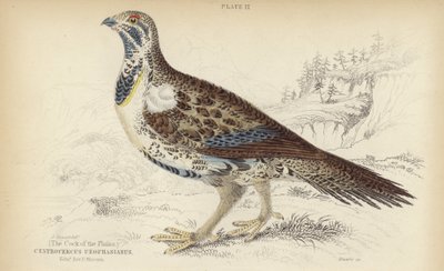 Centrocercus Urophasianus tekijältä J. Stewart