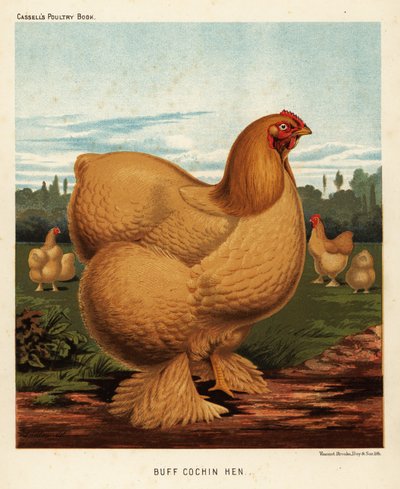 Buff cochin kana tekijältä J. W. (after) Ludlow
