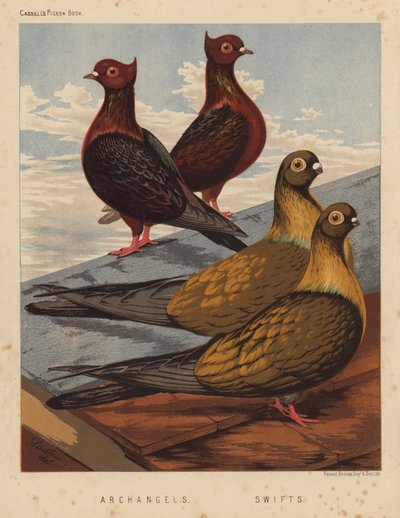 Kyyhkyset: Arkkienkelit; Swifts (väri litho) tekijältä J. W. (after) Ludlow