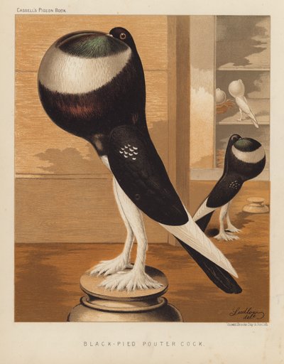 Kyyhkyset: Black-Pied Pouter Cock (väri litho) tekijältä J. W. (after) Ludlow