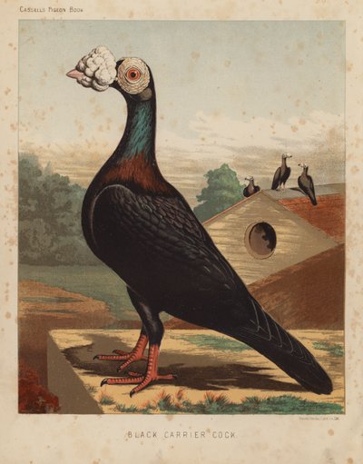 Kyyhkyset: Black Carrier Cock (väri litho) tekijältä J. W. (after) Ludlow