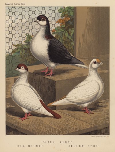 Kyyhkyset: Black Lahore; punainen kypärä; Keltainen täplä (väri litho) tekijältä J. W. (after) Ludlow
