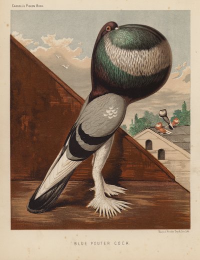 Kyyhkyset: Blue Pouter Cock (väri litho) tekijältä J. W. (after) Ludlow