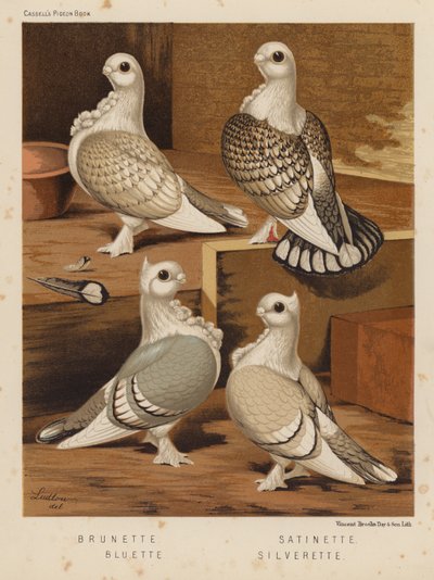 Kyyhkyset: Brunette; Satinette; Bluette; Silverette (väri litho) tekijältä J. W. (after) Ludlow
