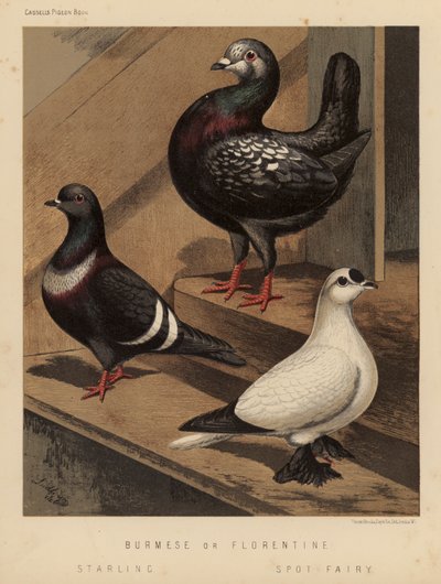 Kyyhkyset: burmalaiset tai firenzeläiset; Kottarainen; Spot Fairy (väri litho) tekijältä J. W. (after) Ludlow