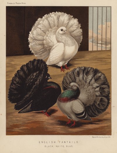 Kyyhkyset: englantilainen fantails, musta, valkoinen, sininen (väri litho) tekijältä J. W. (after) Ludlow