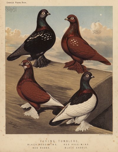 Kyyhkyset: Flying Tumblers, Black Rose-Wing, Red Rose-Wing, Red Badge, Black Saddle (väri litho) tekijältä J. W. (after) Ludlow