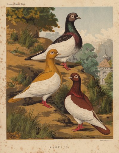 Kyyhkyset: Harakkaat (väri litho) tekijältä J. W. (after) Ludlow
