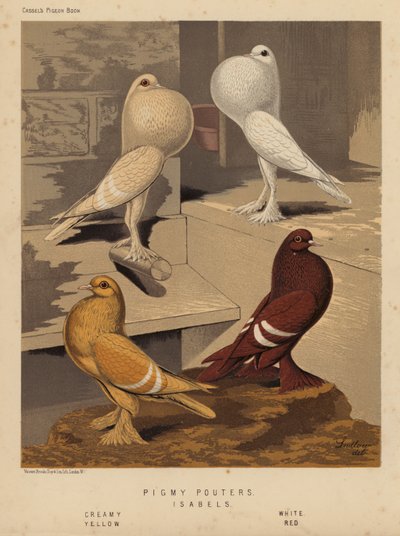 Kyyhkyset: Pigmy Pouters; Isabels, kermainen, valkoinen, keltainen, punainen (väri litho) tekijältä J. W. (after) Ludlow