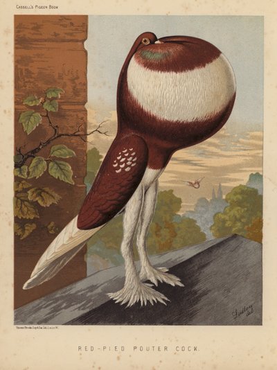 Kyyhkyset: Red-Pied Pouter Cock (väri litho) tekijältä J. W. (after) Ludlow