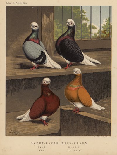 Kyyhkyset: Lyhytnaaiset kaljupäät, sininen, musta, punainen, keltainen (väri litho) tekijältä J. W. (after) Ludlow