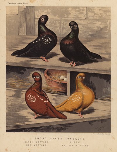 Kyyhkyset: Lyhytnaaiset juomalasit, musta kirjava, musta, punainen kirjava, keltalaikku (väri litho) tekijältä J. W. (after) Ludlow