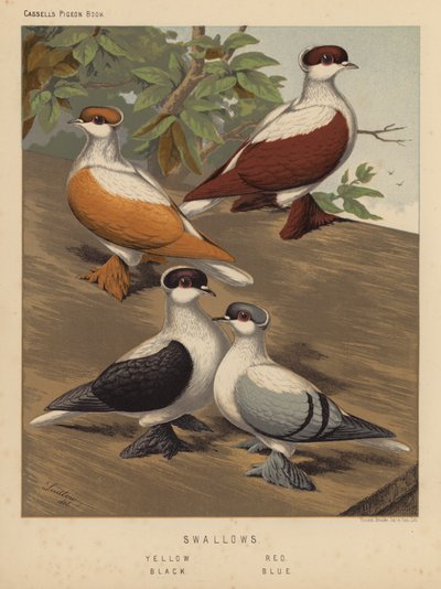 Kyyhkyset: Pääskyset, keltainen, punainen, musta, sininen (väri litho) tekijältä J. W. (after) Ludlow