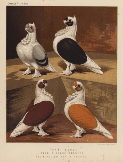 Kyyhkyset: Turbiteens, sininen ja musta, harjainen, punainen ja keltainen, tasapäinen (väri litho) tekijältä J. W. (after) Ludlow
