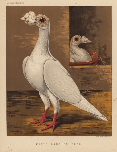 Kyyhkyset: White Carrier Cock (väri litho) tekijältä J. W. (after) Ludlow