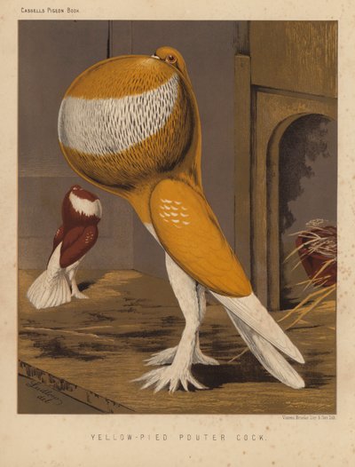 Kyyhkyset: Yellow-Pied Pouter Cock (väri litho) tekijältä J. W. (after) Ludlow
