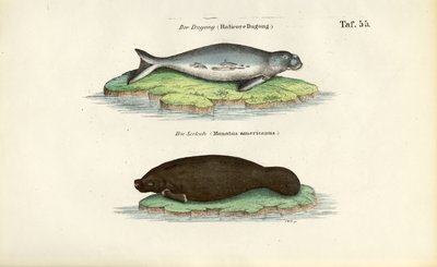 Dugong ja manaatti tekijältä J. W. Tenhaeff
