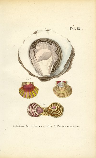 Syötävät osterit ja kampasimpukat tekijältä J. W. Tenhaeff