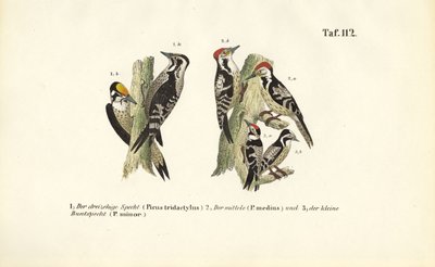 Eurooppalaiset tikkalajit tekijältä J. W. Tenhaeff