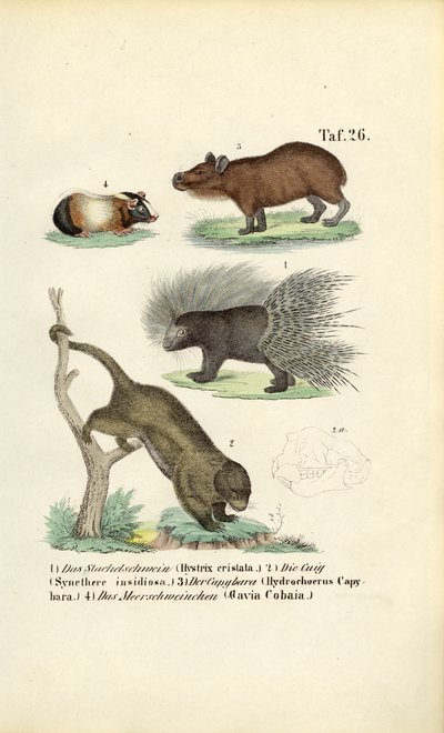 Eksoottiset jyrsijät tekijältä J. W. Tenhaeff