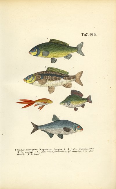 Karppisuvun makean veden kalat tekijältä J. W. Tenhaeff