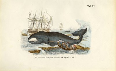 Grönlannin valasta metsästetään tekijältä J. W. Tenhaeff