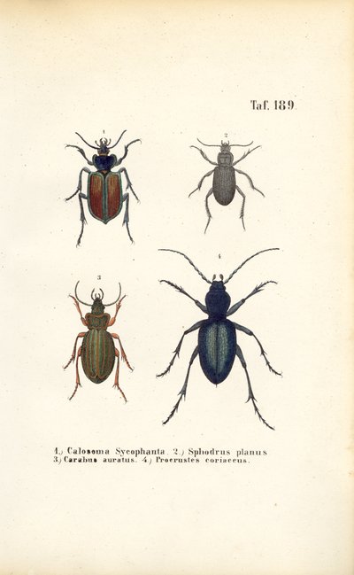Carabidae- ja Platyninae-sukujen kovakuoriaiset. tekijältä J. W. Tenhaeff