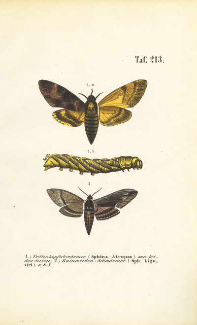 Sphingidae-heimoon kuuluvat koiperhoset tekijältä J. W. Tenhaeff
