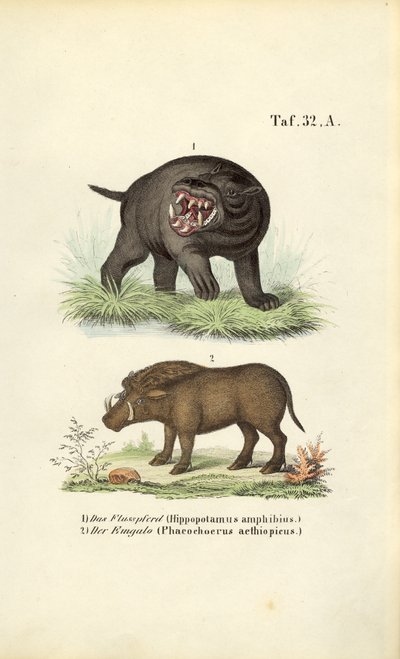 Hippopotamus ja warthog tekijältä J. W. Tenhaeff