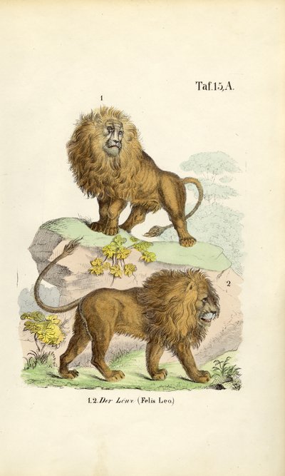 Leijonat eri asennoissa tekijältä J. W. Tenhaeff