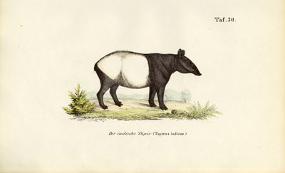 Malaijin tapiiri tekijältä J. W. Tenhaeff