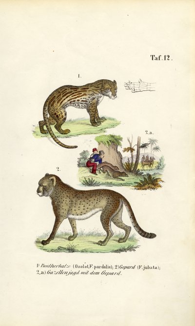 Ocelot, gepardi ja gepardin metsästys tekijältä J. W. Tenhaeff