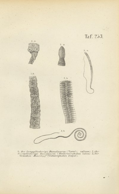 Ihmisten loismadot tekijältä J. W. Tenhaeff