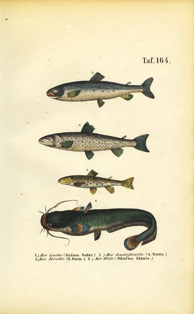 Lohi, taimen ja monni tekijältä J. W. Tenhaeff