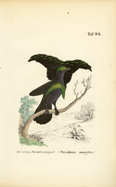 Erinomainen paratiisilintu tekijältä J. W. Tenhaeff