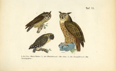 Kolme pöllölajia, joilla on korvatupsut tekijältä J. W. Tenhaeff