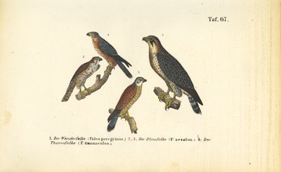 Erilaiset haukkalajit tekijältä J. W. Tenhaeff