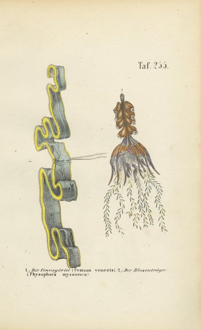 Venus Girdle ja Bladderwort tekijältä J. W. Tenhaeff