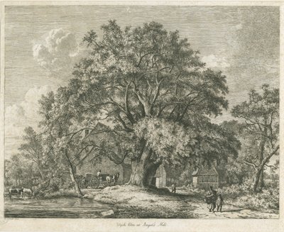 Blithfield - Wych Elm: etsaus, 1825 tekijältä Jacob George Strutt