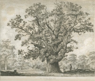 Needwood - Swilcar Oak: etsaus, nd [c 1820-1850] tekijältä Jacob George Strutt