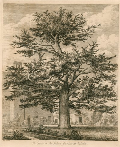 Cedar Palace Gardenissa Enfieldissä, Middlesexissä tekijältä Jacob George Strutt