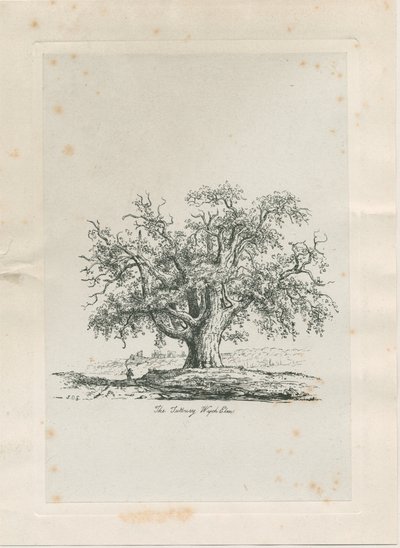 Tutbury - "Wych Elm": kaiverrus, nd [c 1820] tekijältä Jacob George Strutt