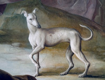Koira, yksityiskohta Jacopo Guaranan (1720-1808) freskosta, Villa Contarinin keskussali, Valnogaredo, Veneto, Italia tekijältä Jacopo Guarana